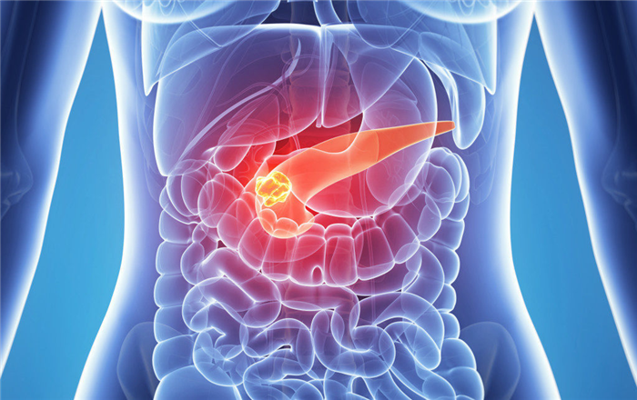 pancreas.jpg