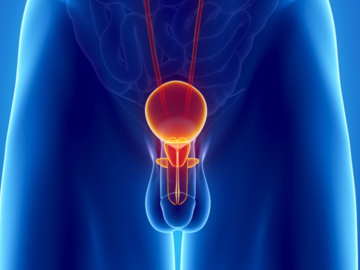 prostate