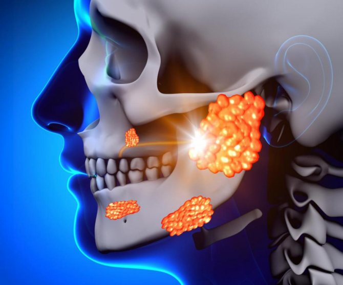salivary-glands