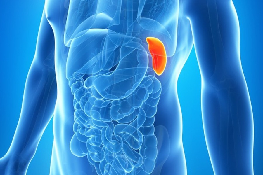 spleen